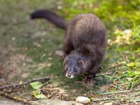 Mustela lutreola