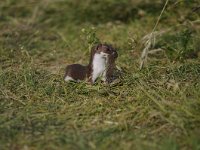 Mustela nivalis 11, Wezel, Saxifrga-Luuk Vermeer