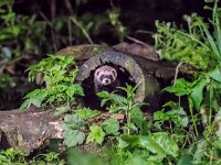 Mustela putorius 20, Bunzing, adult, Vledder, Saxifraga-Theo Verstrael