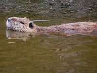 Myocastor coypus 16, Beverrat, Saxifraga-Tom Heijnen