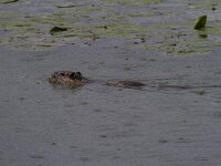 Myocastor coypus 22, Beverrat, Saxifraga-Jan Nijendijk