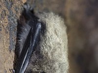 Myotis mystacinus, Whiskerd Bat