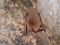 Myotis mystacinus 2, Baardvleermuis, Saxifraga-Mark Zekhuis