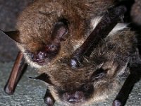 Myotis mystacinus 3, Baardvleermuis, Saxifraga-Mark Zekhuis