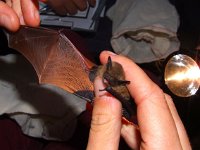 Pipistrellus pipistrellus 5, Gewone dwergvleermuis, Saxifraga-Rudmer Zwerver