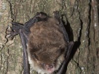 Myotis nattereri 1, Franjestaart, Saxifraga-Mark Zekhuis