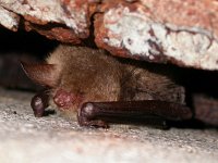 Myotis nattereri 2, Franjestaart, Saxifraga-Mark Zekhuis