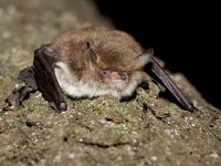 Myotis nattereri 4, Franjestaart, Saxifraga-Mark Zekhuis