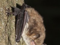 Myotis nattereri 6, Franjestaart, Saxifraga-Mark Zekhuis