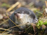 Neomys fodiens 11, Waterspitsmuis, Saxifraga-Rudmer Zwerver