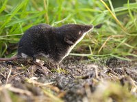 Neomys fodiens 15, Waterspitsmuis, Saxifraga-Rudmer Zwerver