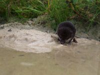 Neomys fodiens 16, Waterspitsmuis, Saxifraga-Rudmer Zwerver