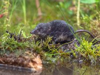 Neomys fodiens 19, Waterspitsmuis, Saxifraga-Rudmer Zwerver : shrew, water, zoogdier