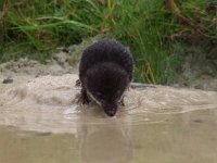 Neomys fodiens 6, Waterspitsmuis, Saxifraga-Rudmer Zwerver