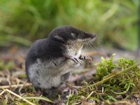 Neomys fodiens 9, Waterspitsmuis, Saxifraga-Rudmer Zwerver