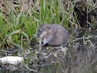 Ondatra zibethicus 9, Muskusrat, Saxifraga-Luuk Vermeer