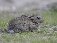 Oryctolagus cuniculus 50, Konijn, Saxifraga-Luuk Vermeer