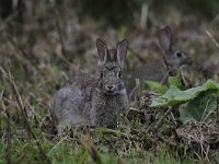 Oryctolagus cuniculus 56, Konijn, Saxifraga-Luuk Vermeer