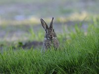 Oryctolagus cuniculus 57, Konijn, Saxifraga-Luuk Vermeer