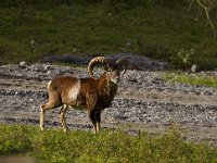 Ovis gmelini, Mouflon