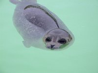 Phoca vitulina 1, Gewone zeehond, Saxifraga-Rudmer Zwerver