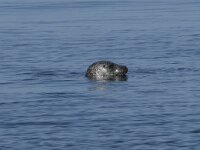 Phoca vitulina 109, Gewone zeehond, Saxifraga-Willem van Kruijsbergen