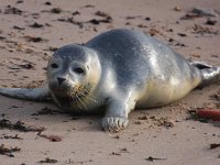 Phoca vitulina 19, Gewone zeehond, Saxifraga-Bart Vastenhouw