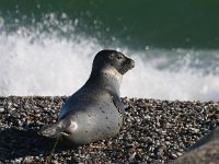 Phoca vitulina 20, Gewone zeehond, Saxifraga-Bart Vastenhouw