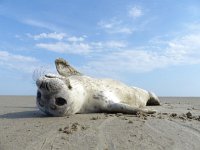 Phoca vitulina 26, Gewone zeehond, Saxifraga-Mark Zekhuis