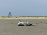 Phoca vitulina 28, Gewone zeehond, Saxifraga-Mark Zekhuis