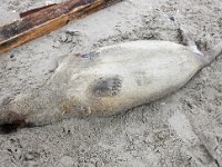 Phoca vitulina 30, Gewone zeehond, Saxifraga-Bart Vastenhouw