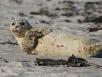 Phoca vitulina 34, Gewone zeehond, Saxifraga-Bart Vastenhouw