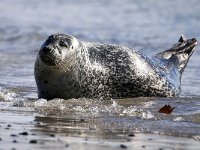 Phoca vitulina 39, Gewone zeehond, Saxifraga-Bart Vastenhouw