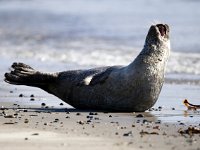 Phoca vitulina 40, Gewone zeehond, Saxifraga-Bart Vastenhouw