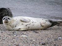 Phoca vitulina 46, Gewone zeehond, Saxifraga-Bart Vastenhouw