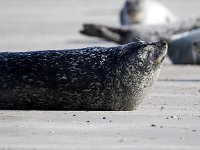 Phoca vitulina 47, Gewone zeehond, Saxifraga-Bart Vastenhouw