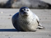 Phoca vitulina 48, Gewone zeehond, Saxifraga-Bart Vastenhouw