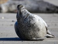 Phoca vitulina 49, Gewone zeehond, Saxifraga-Bart Vastenhouw