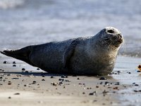 Phoca vitulina 50, Gewone zeehond, Saxifraga-Bart Vastenhouw