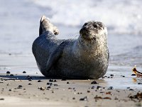 Phoca vitulina 53, Gewone zeehond, Saxifraga-Bart Vastenhouw