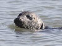 Phoca vitulina 59, Gewone zeehond, Saxifraga-Peter Meininger