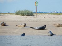 Phoca vitulina 62, Gewone zeehond, Saxifraga-Peter Meininger