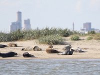 Phoca vitulina 64, Gewone zeehond, Saxifraga-Peter Meininger