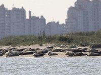 Phoca vitulina 72, Gewone zeehond, Saxifraga-Peter Meininger