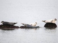 Phoca vitulina 77, Gewone zeehond, Saxifraga-Bart Vastenhouw