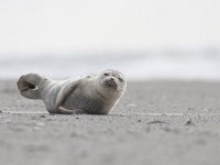 Phoca vitulina 79, Gewone zeehond, Saxifraga-Mark Zekhuis