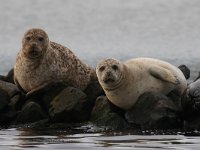 Phoca vitulina 83, Gewone zeehond, Saxifraga-Henk Baptist