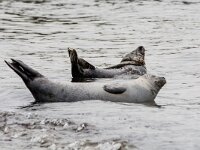 Phoca vitulina 92, Gewone zeehond, adult, Duene (D), Saxifraga-Theo Verstrael