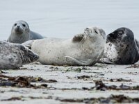 Phoca vitulina 93, Gewone zeehond, adult, Duene (D), Saxifraga-Theo Verstrael