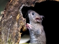 Rattus norvegicus 1, Bruine rat, Saxifraga-Bart Vastenhouw